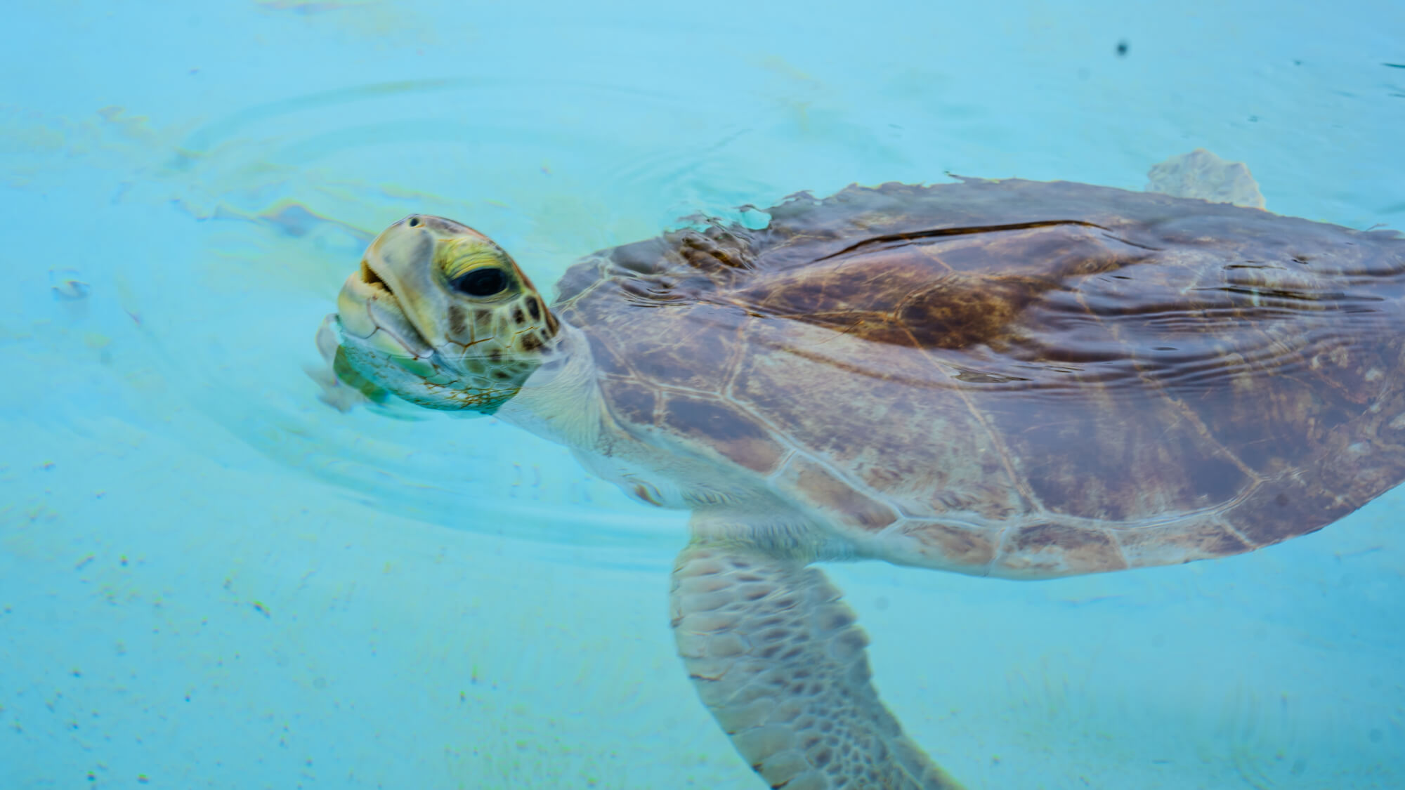 Una tortuga marina nada con elegancia bajo el agua, con el caparazón y la cabeza asomando por encima de la superficie azul y cristalina