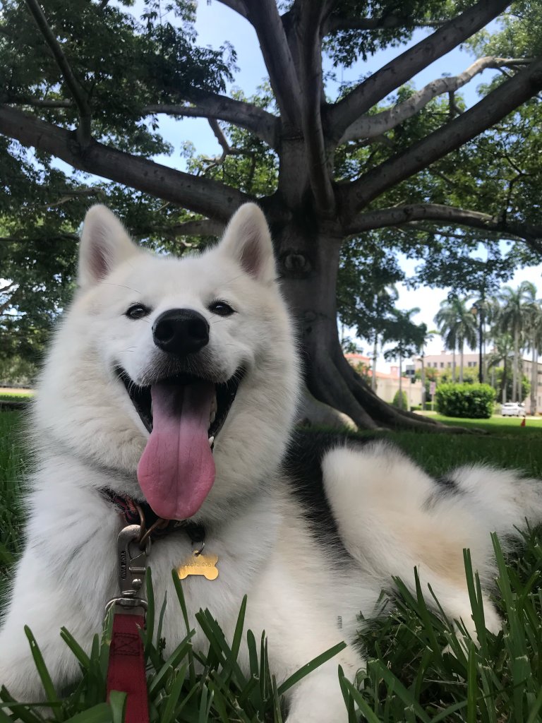 Pet-Friendly Things to Do