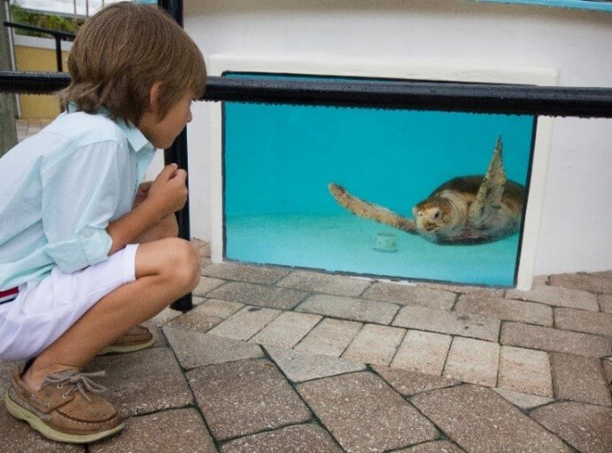Observación de una tortuga marina en el Loggerhead Marinelife Center