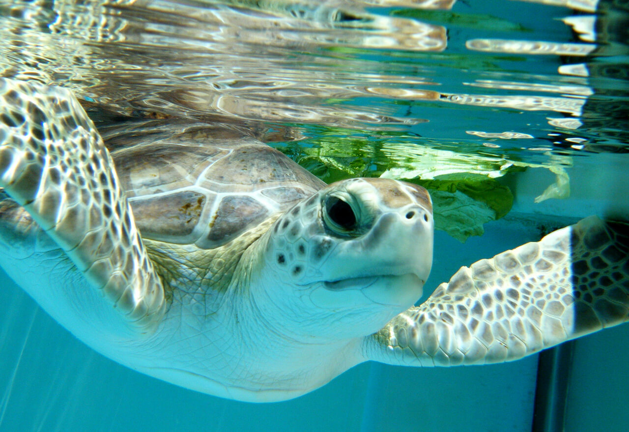 Les Palm Beaches accueillantes pour les animaux de compagnie