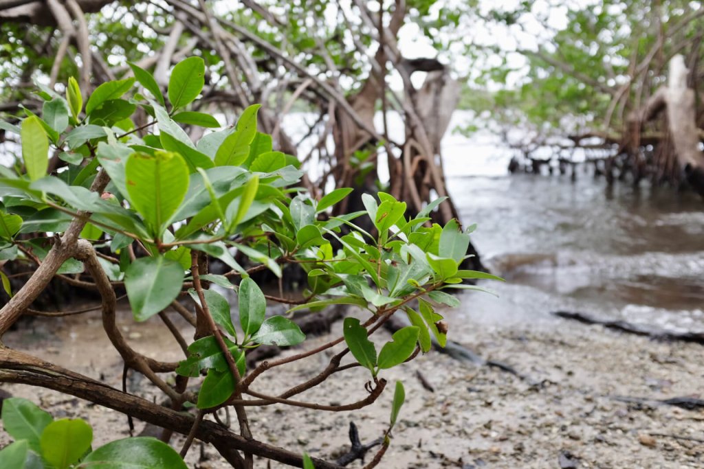 manglar en el Parque Estatal de la playa John D. McArthur