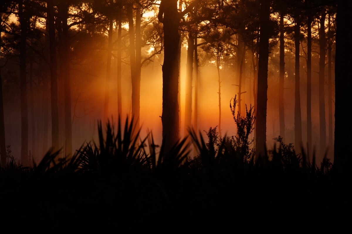 Golden sunlight streams through a misty forest with silhouetted trees and foliage