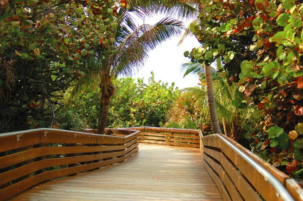 A winding wooden boardwalk meanders through a lush tropical forest, flanked by vibrant green foliage and towering palm trees