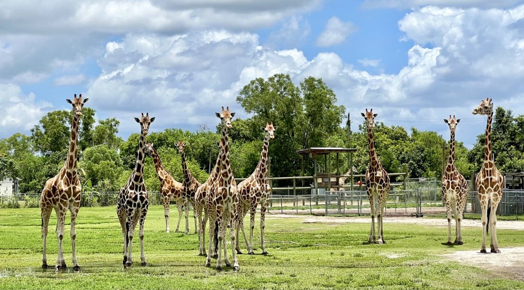 Un groupe de girafes dans un enclos herbeux entouré d'arbres et d'une clôture.
