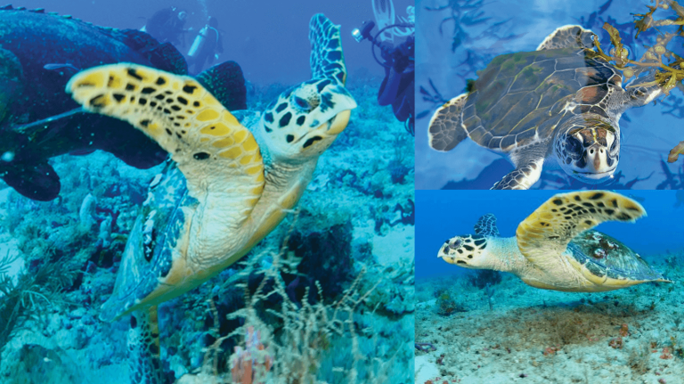 Respectez les habitants : Comment protéger les tortues de mer en cette période de nidification