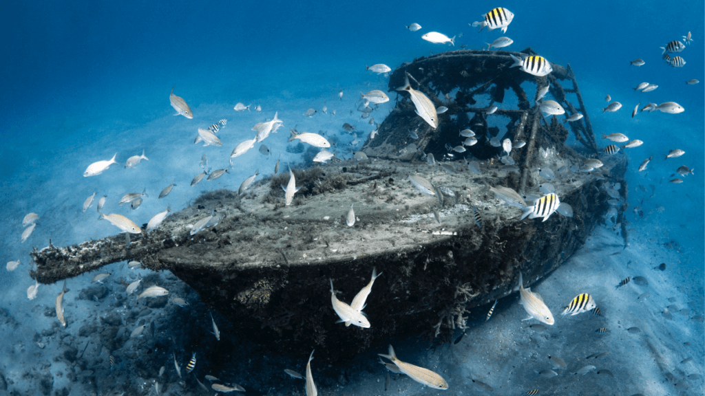 Um navio afundado coberto de corais e algas, repleto de uma variedade de peixes coloridos nadando ao seu redor