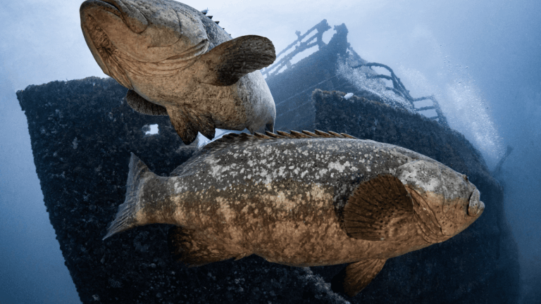 Two large fish swim near a sunken ship underwater
