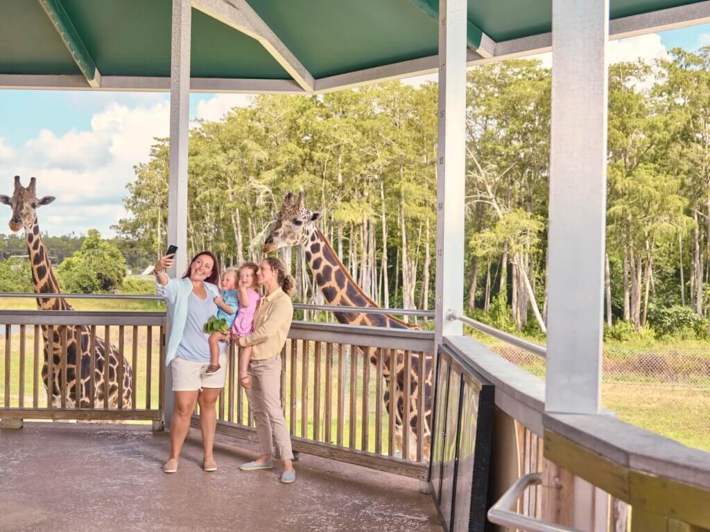 A family of four takes a selfie with two giraffes in the background at a safari park