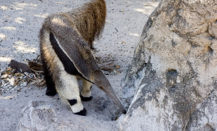Palm Beach Zoo’s anteater