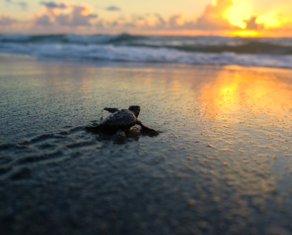 Baby sea turtle on the beach