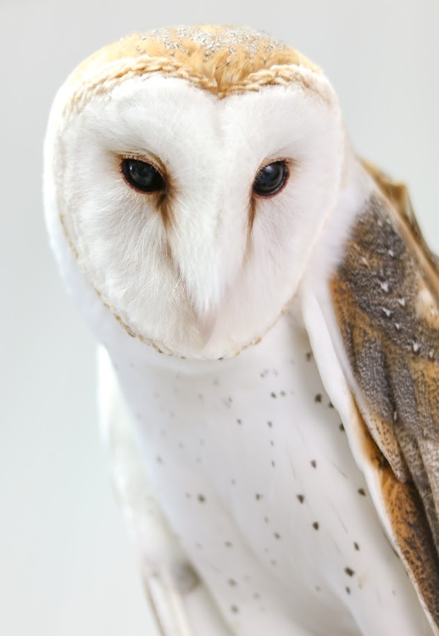 Une chouette blanche