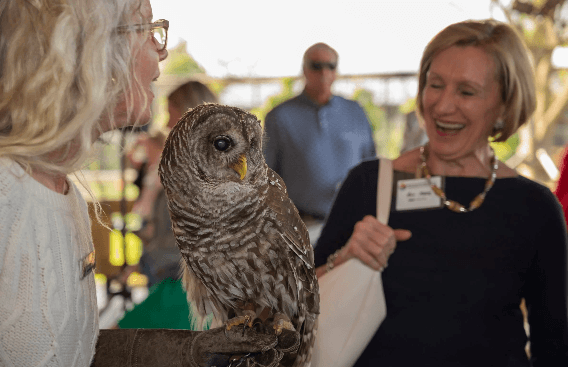 A woman holds a barred owl on her gloved hand while another woman laughs