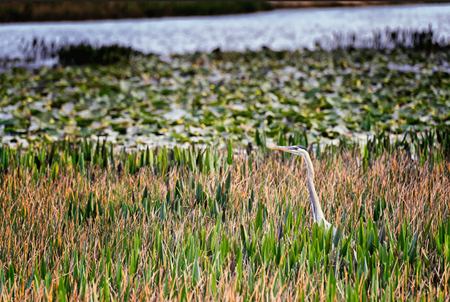 Un grand héron se dresse dans une zone humide luxuriante, entouré d'herbes hautes et de nénuphars.