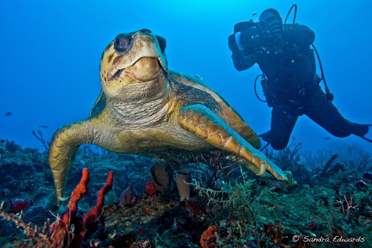 6 puntos de buceo de clase mundial en The Palm Beaches