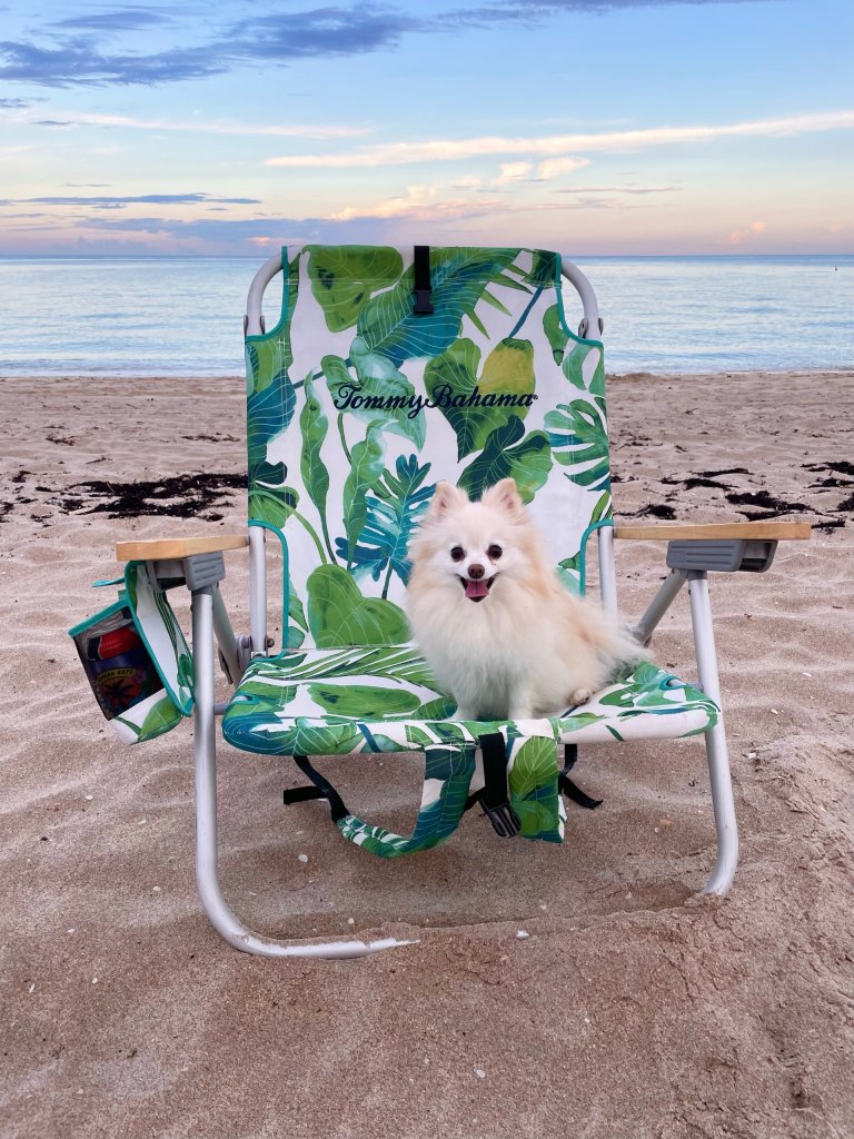 Hund auf einem Strandkorb