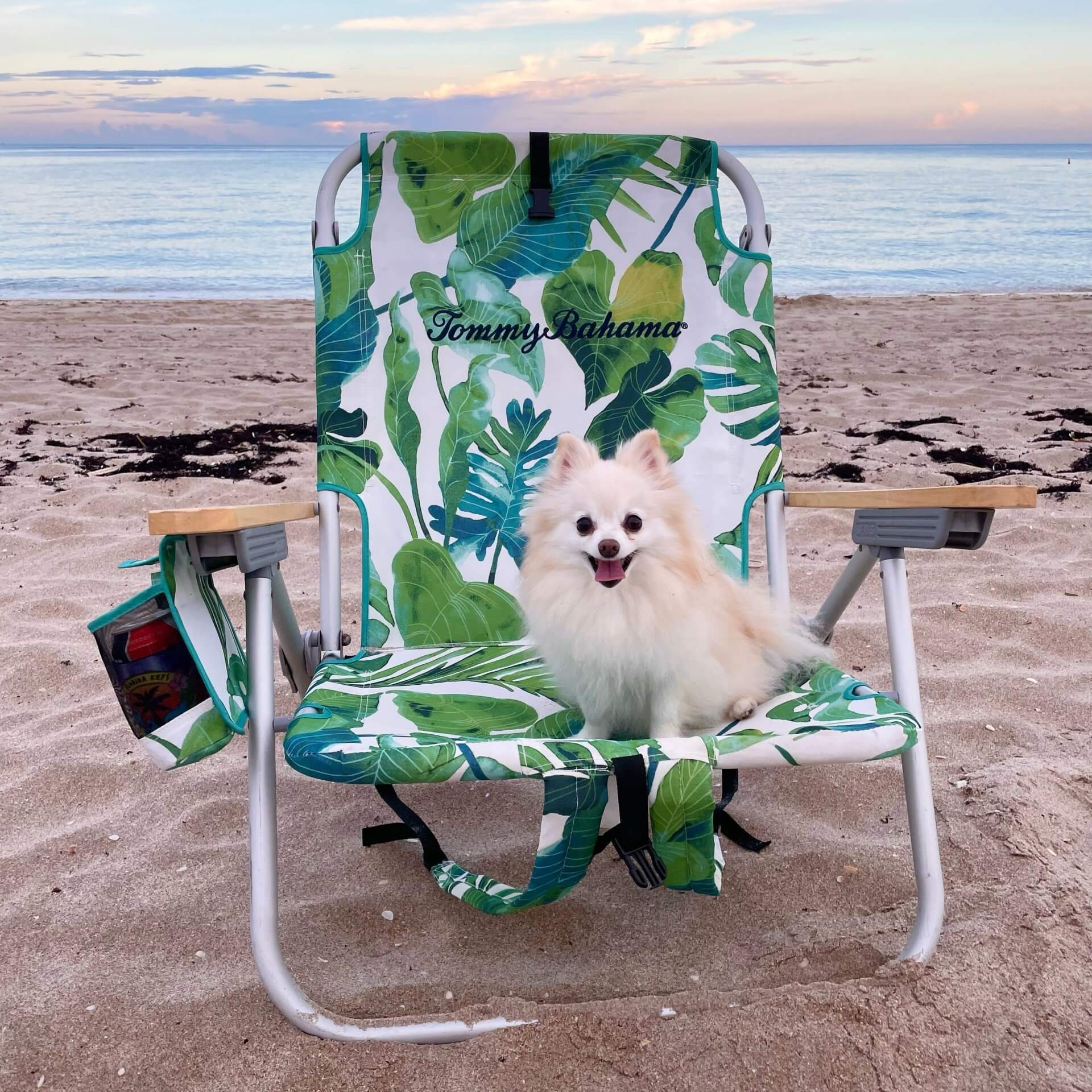 un perro sentado en una silla en la playa