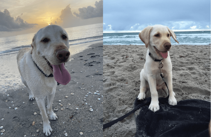 Dogs at Jupiter Beach