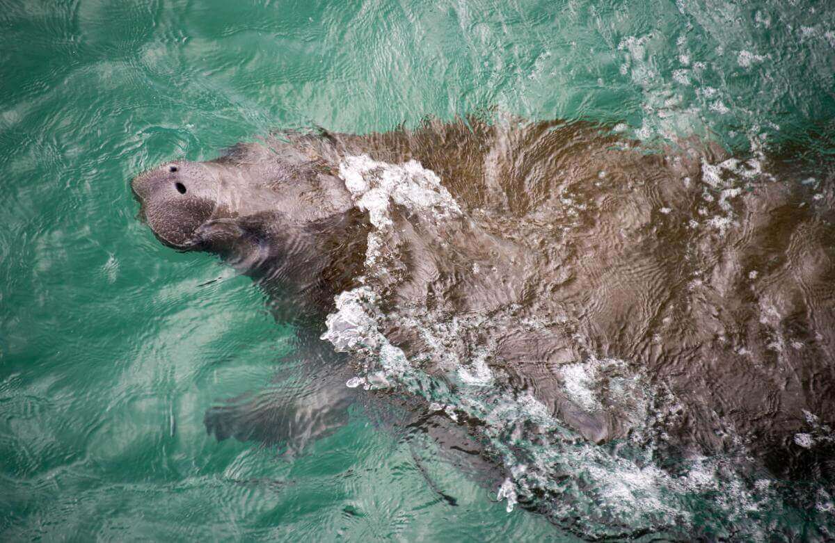 A manatee gracefully swimming underwater in clear, turquoise waters