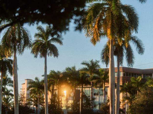 A row of tall palm trees stands in front of a modern building at sunset