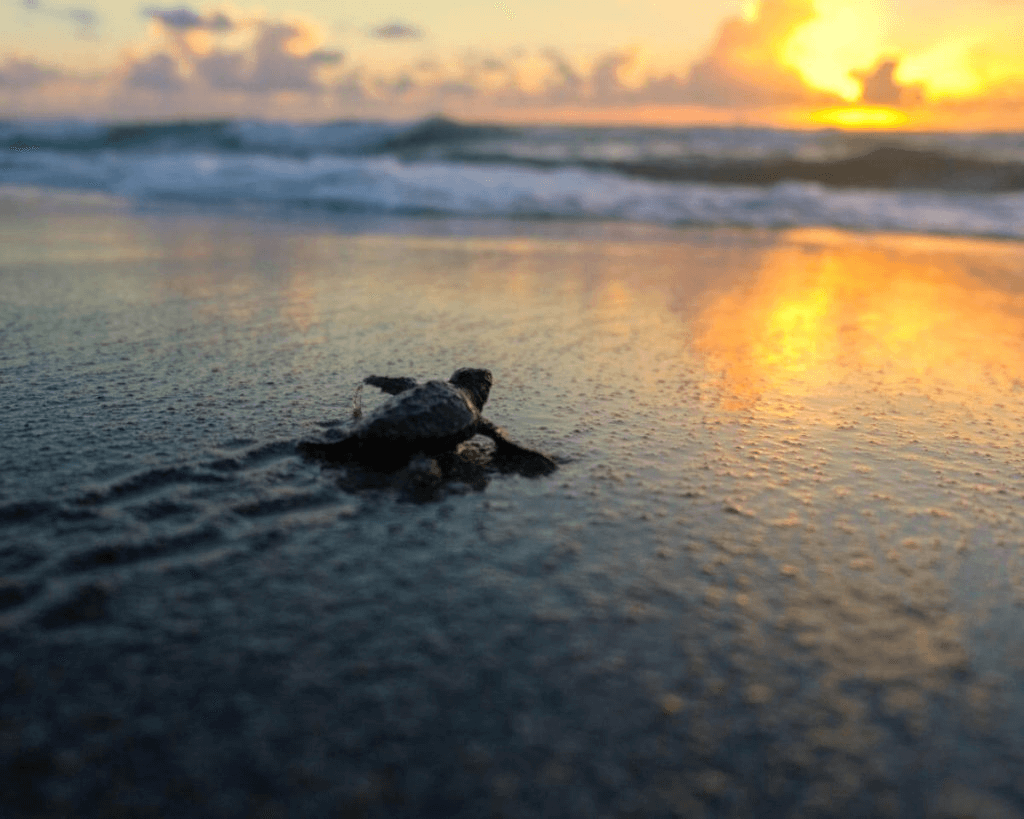 10 Free Date Ideas in The Palm Beaches