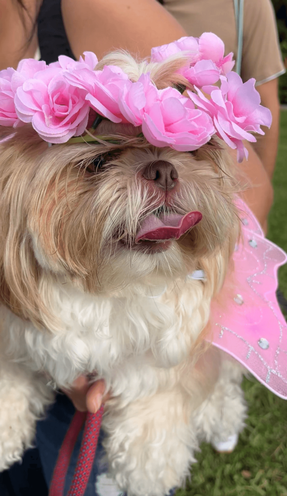 A fluffy white dog with a pink flower crown and fairy wings is being held by a person outdoors