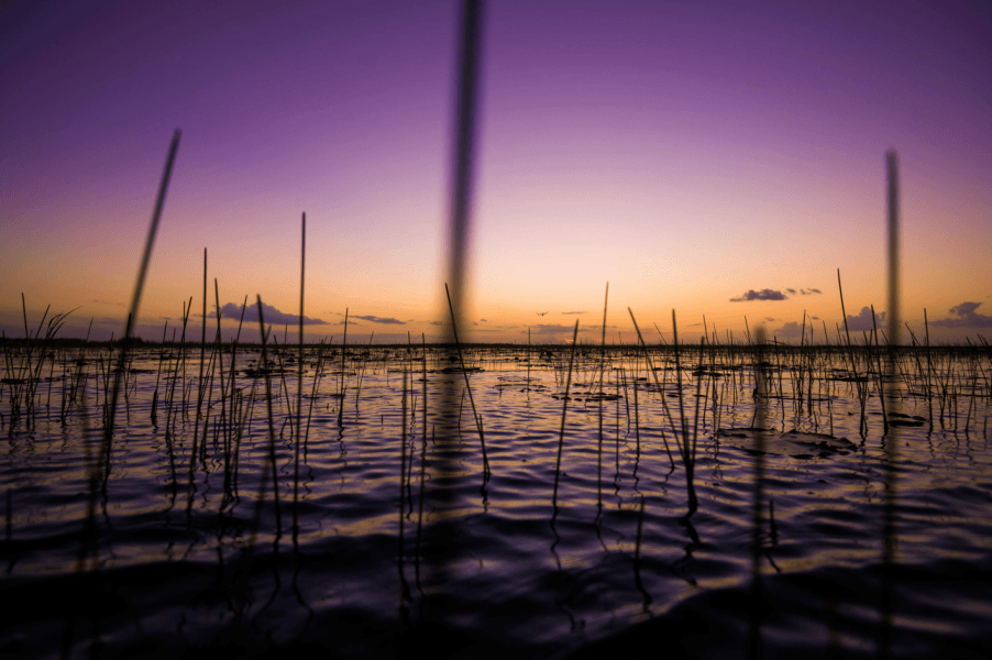 Coucher de soleil serein sur une zone humide, où les silhouettes des grands roseaux se détachent sur un ciel violet et orange éclatant.