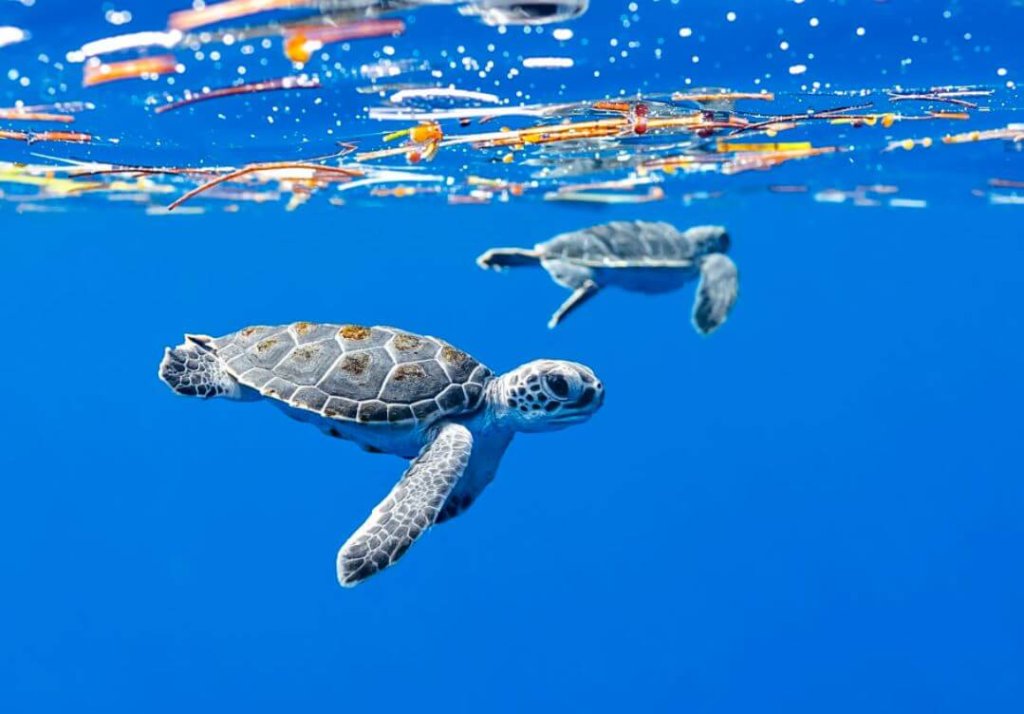 Duas tartarugas marinhas bebês nadando em água azul