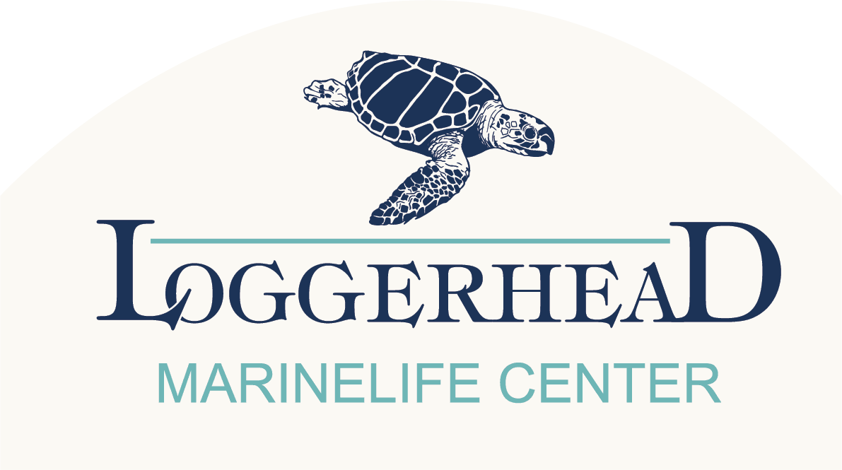 Ein stilisiertes Logo mit einer Meeresschildkröte im Flug über dem Text 'Loggerhead Marinelife Center'.'