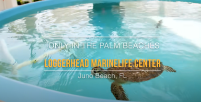 Loggerhead Marinelife Center | Only In The Palm Beaches 🐢