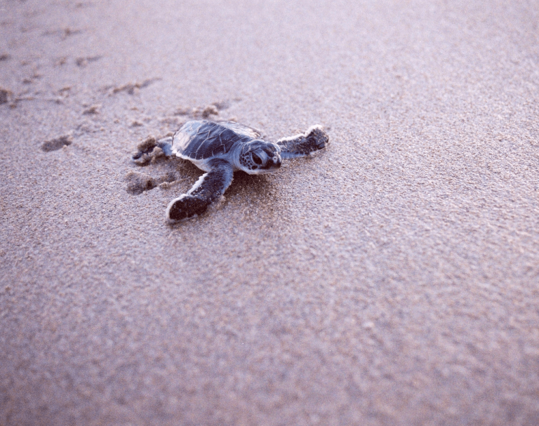 10 datos curiosos sobre las tortugas marinas