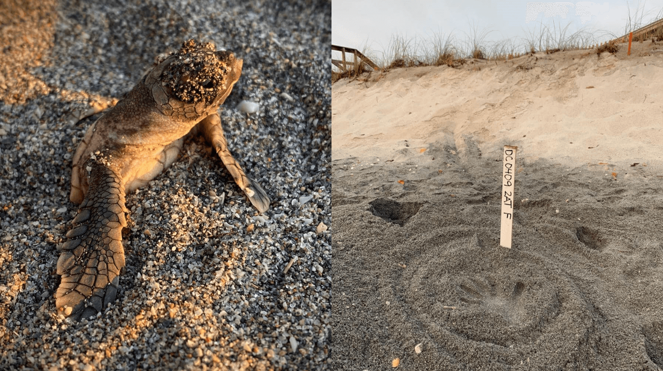 Respect the Locals: How to Protect Sea Turtles This Nesting Season