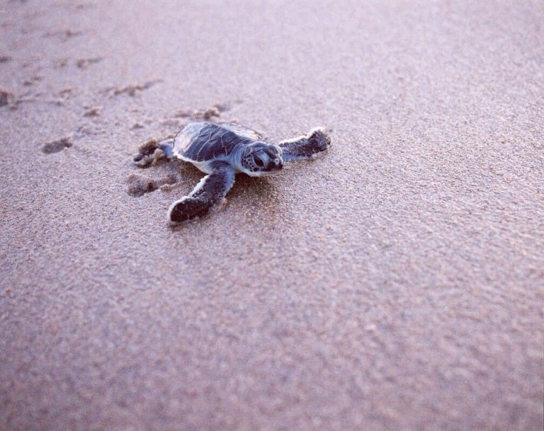 Ser respetuoso con el medio ambiente: negocios y atracciones sostenibles en The Palm Beaches