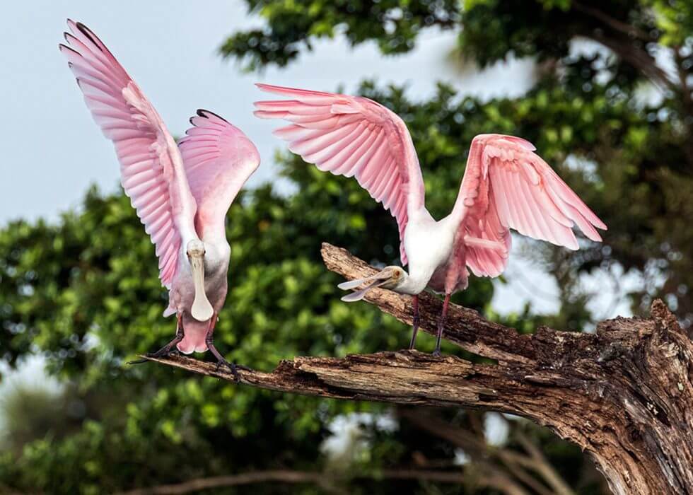 Two roseate spoonbills with wings spread wide perched on a tree branch