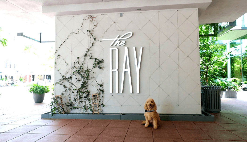 Ein goldener Pudel sitzt auf einem gefliesten Boden vor einer weißen Wand, auf der in großen, beleuchteten Buchstaben das Wort 'THE RAY' steht, umgeben von grünen Ranken.