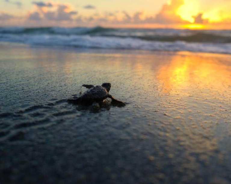 Wie Tourismusgelder den Küstenschutz in The Palm Beaches fördern